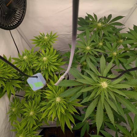 Living Soil Pots 2. Runde