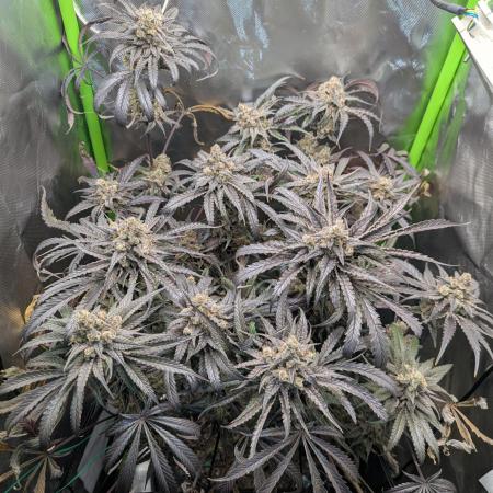 Nuttea Haze 50x50