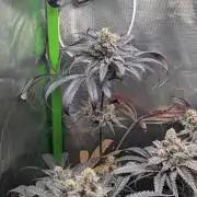 Nuttea Haze 50x50