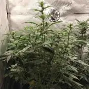 Apple Fritter Auto