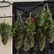 Eternity Grow Cup 2026