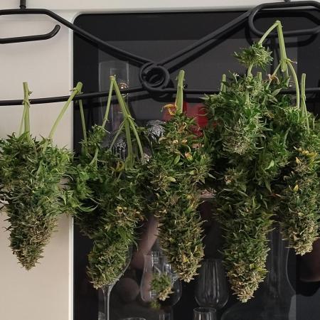 Eternity Grow Cup 2026