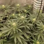 Promo Seeds MJ 2026