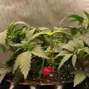 Promo Seeds MJ 2026