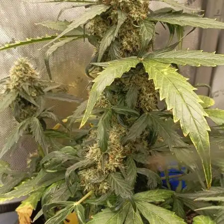 Kings Juice