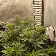 Promo Seeds MJ 2026