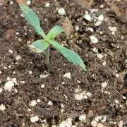 Eternity Grow Cup 2026