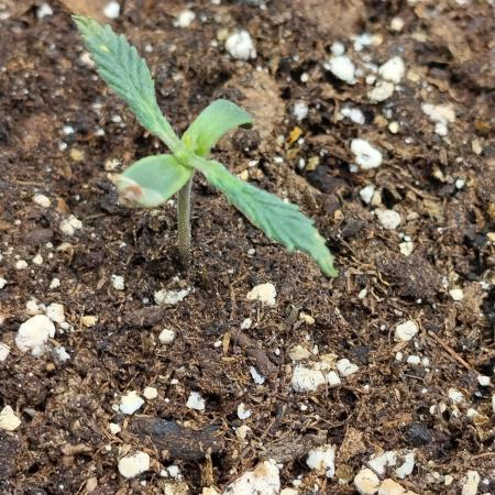 Eternity Grow Cup 2026