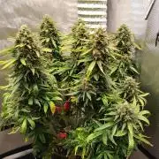 Eternity Grow Cup 2026
