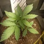 Apple Fritter