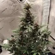 Guava