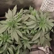 Promo Seeds MJ 2026