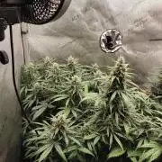 Apple Fritter Auto
