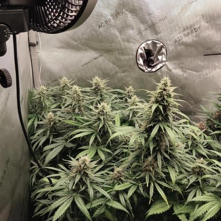 Apple Fritter Auto