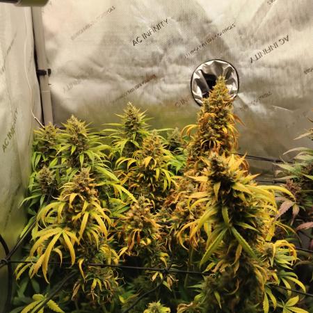 Apple Fritter Auto