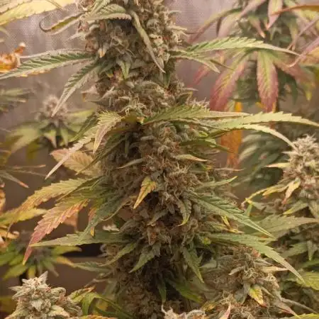 Apple Fritter