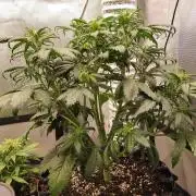 Eternity Grow Cup 2026