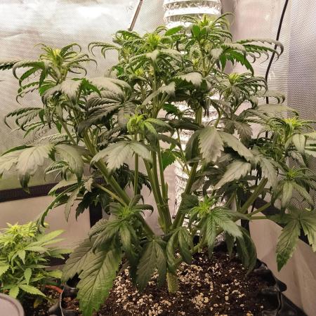 Eternity Grow Cup 2026