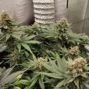 Promo Seeds MJ 2026