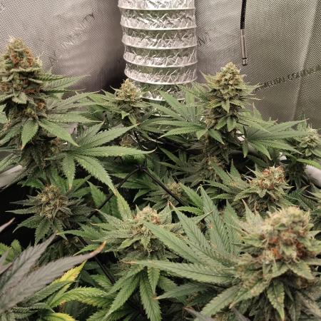 Promo Seeds MJ 2026