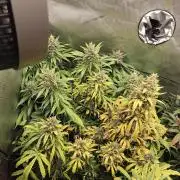 Apple Fritter Auto
