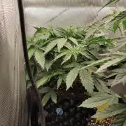 Apple Fritter Auto