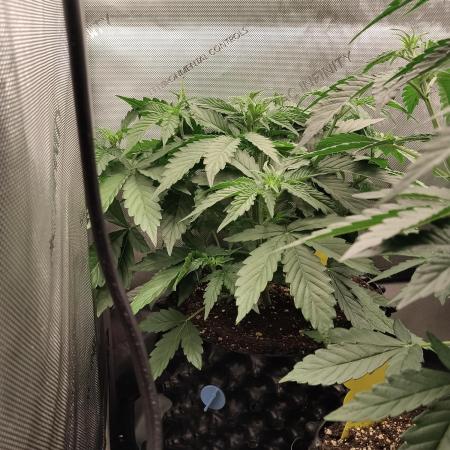 Apple Fritter Auto