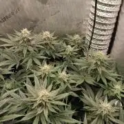 Promo Seeds MJ 2026