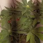 Purple Lemonade auto