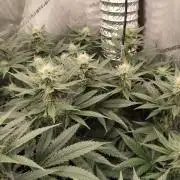 Promo Seeds MJ 2026