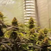 Promo Seeds MJ 2026
