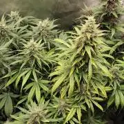 Apple Fritter Auto
