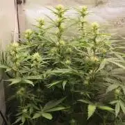 Apple Fritter Auto