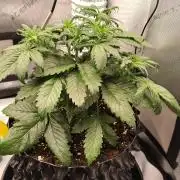 Eternity Grow Cup 2026