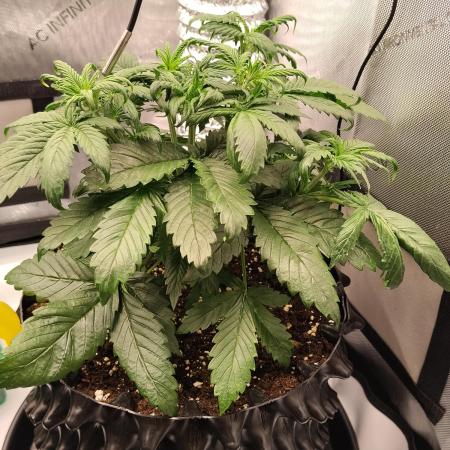 Eternity Grow Cup 2026