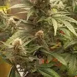 Apple Fritter