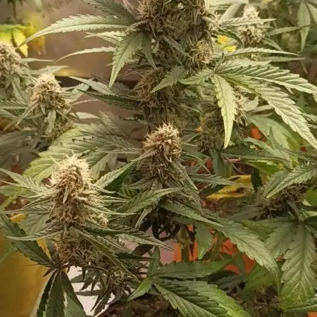 Apple Fritter