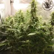 Apple Fritter Auto