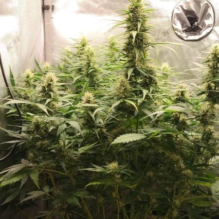 Apple Fritter Auto
