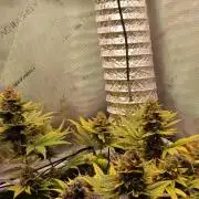 Promo Seeds MJ 2026