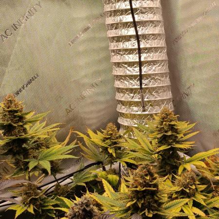 Promo Seeds MJ 2026