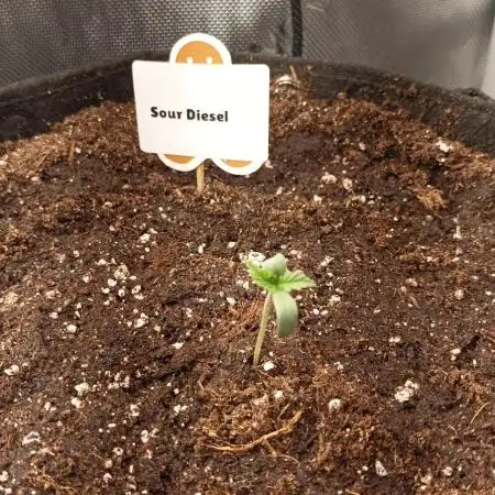 Sour Diesel