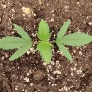 Guava