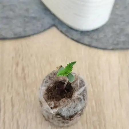 Guava