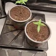 Apple Fritter Auto