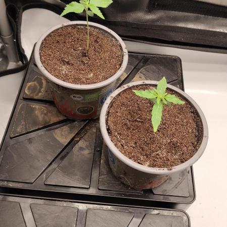 Apple Fritter Auto