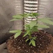 Promo Seeds MJ 2026