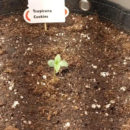 Tropicana Cookies