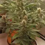 Apple Fritter