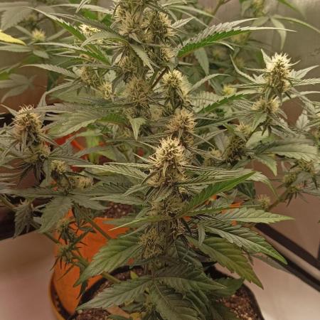 Apple Fritter